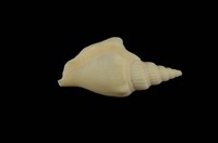 藏品(竹筍鳳凰螺)的圖片